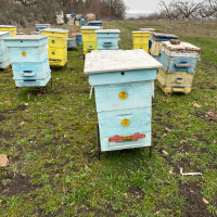 Продавам пчелни семейства с многокорпусен кошери, снимка 15 - За пчели - 44828345