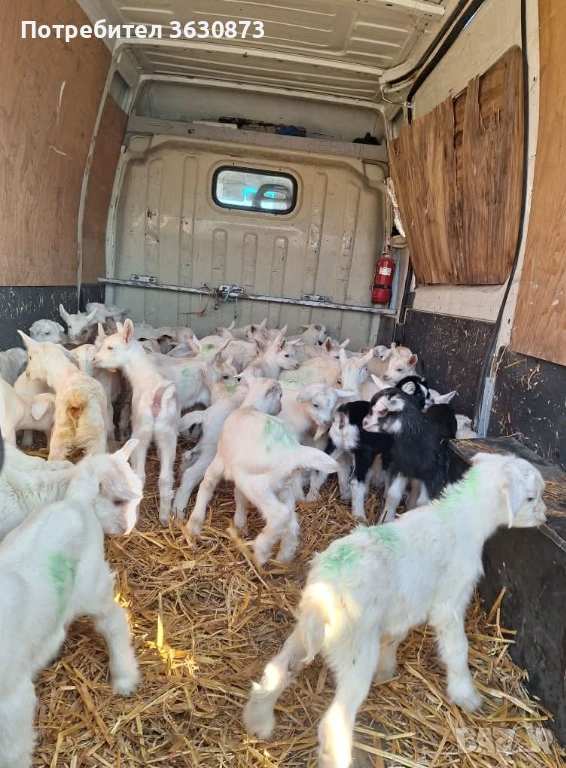 Ярета сукалчета, снимка 1