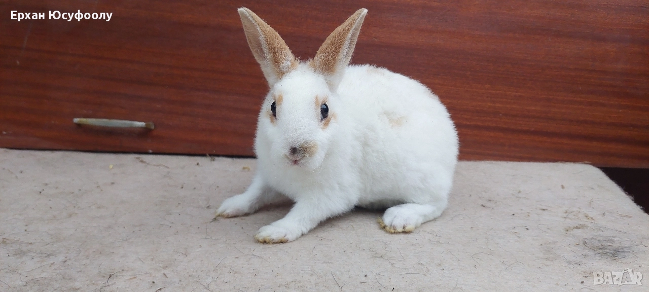 Декоративни Зайчетаа, снимка 1