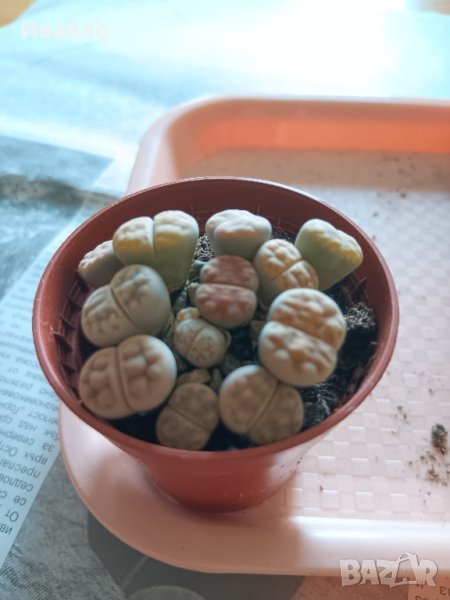 Живи камъчета - Lithops, снимка 1