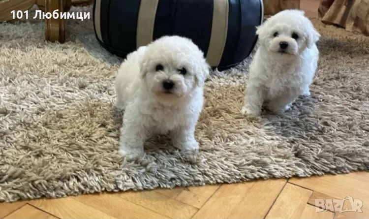 Бишон фризе -Френска болонка, снимка 1