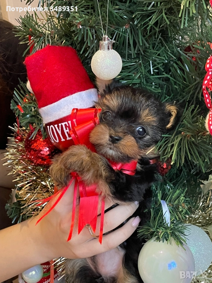 Йоркширски териер, снимка 1