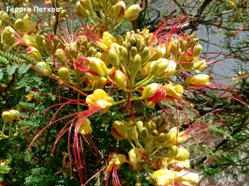 Цезалпиния, Жълта Райска Птица, снимка 1