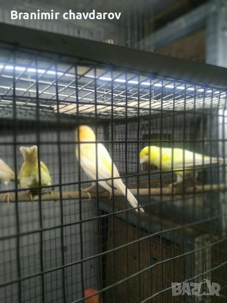 Продавам канари, снимка 1