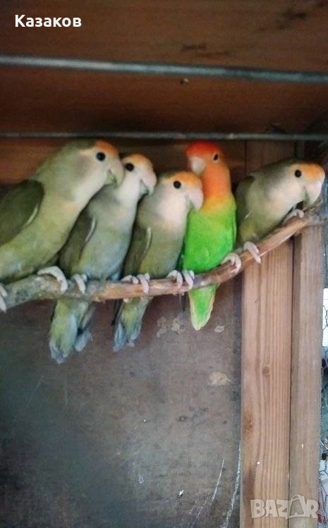 Продавам/бартер/ работещо ято розобузови неразделки, снимка 1