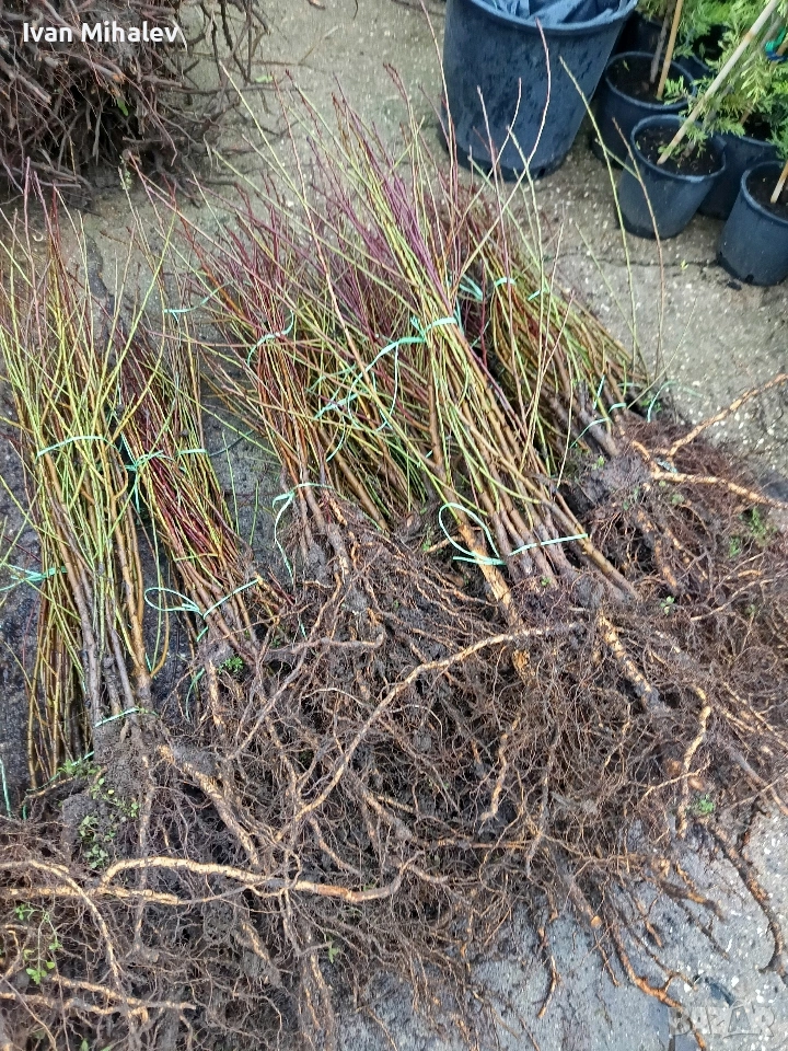 Коллонни дръвчета , снимка 1