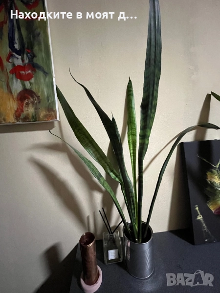 Сенсевиера меч , снимка 1