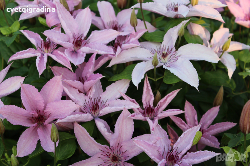 Clematis Hagley hybrid(Клематис Хагли хибрид), снимка 1