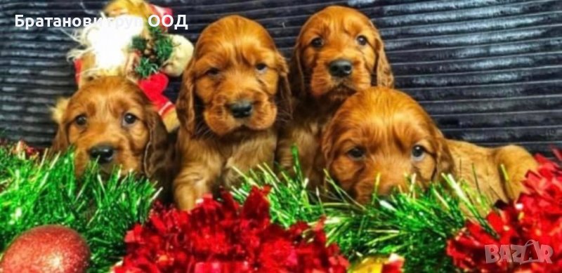 Ирландски сетери, снимка 1