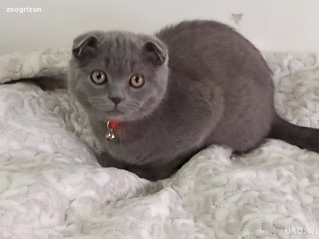 Шотландски котета момчета и момичета, снимка 1