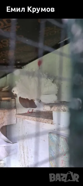 Продавам гълъби ..., снимка 1