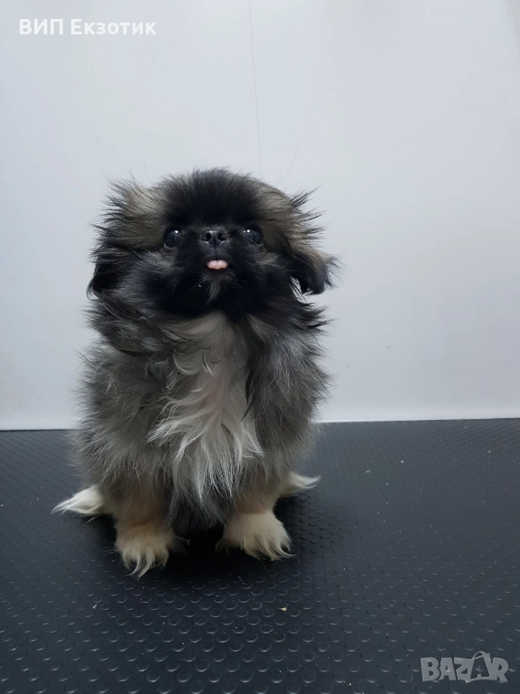 ПРОДАВА ПЕКИНЕЗИ, снимка 1
