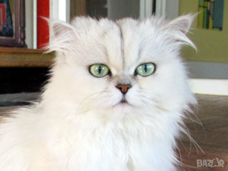 Сребърна чинчила, британска дългокосместа котка, коте, момиче, снимка 1