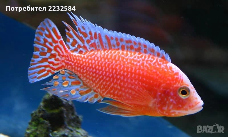 Рибки Африкански цихлиди , снимка 1