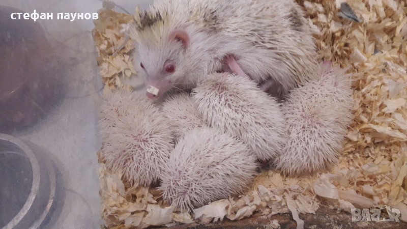 Таралежчета различни цветове, снимка 1