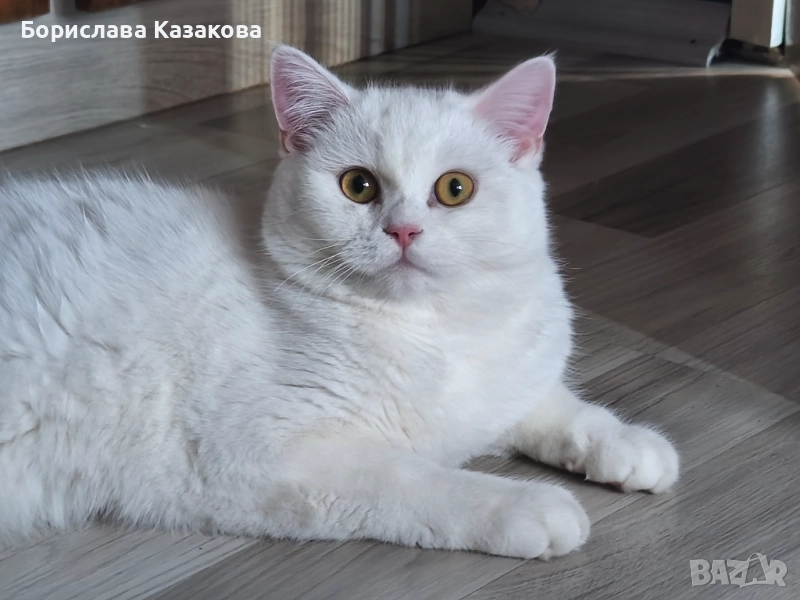 Търся си дом, снимка 1