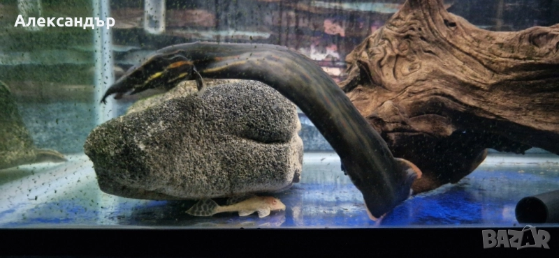 огнена змиорка, снимка 1