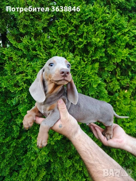 Дакел мини, снимка 1