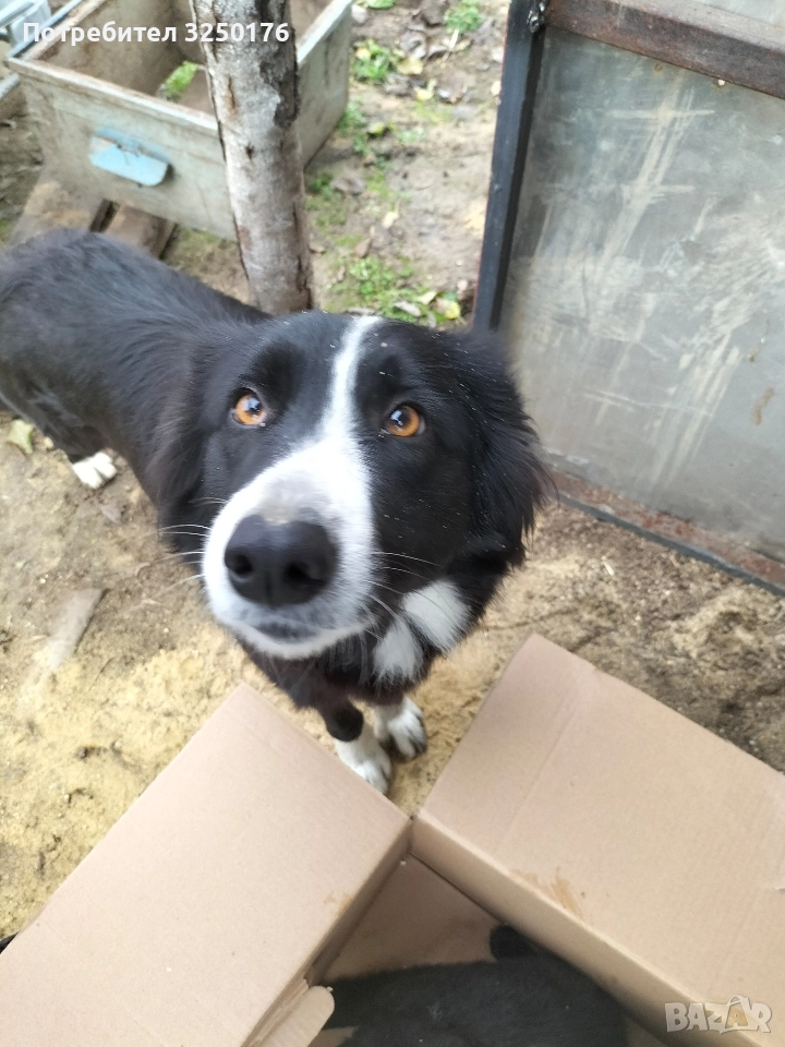 свободни Бордър колита на 45 дни, снимка 1