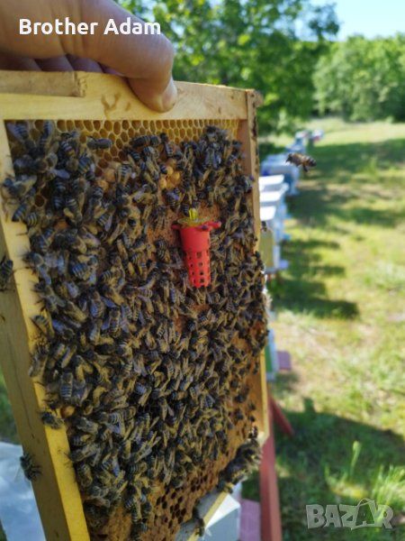 Пчелни майки    2024, снимка 1