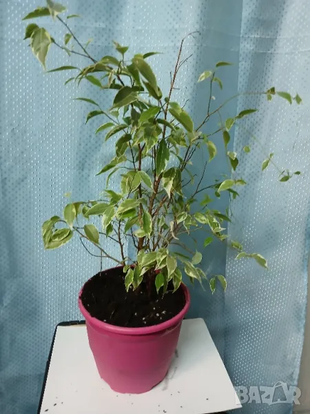 Бенджамин 50см., снимка 1