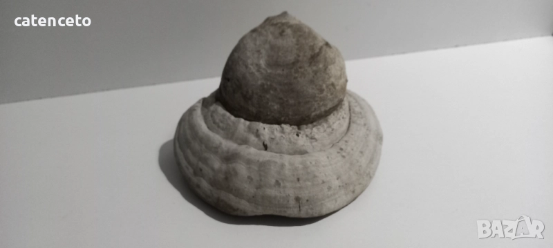 Праханова гъба , снимка 1