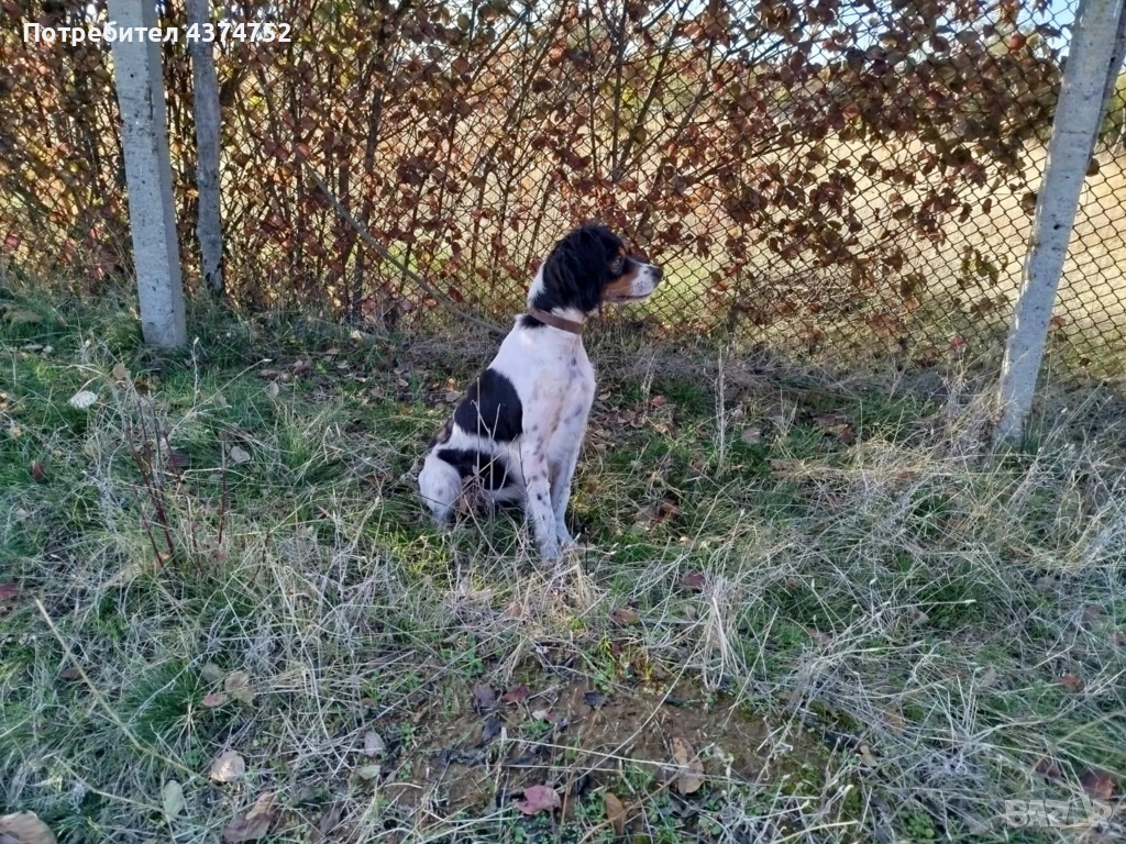 Женски бретон шпаньол, снимка 1