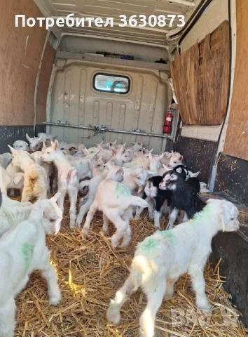 Ярета сукалчета