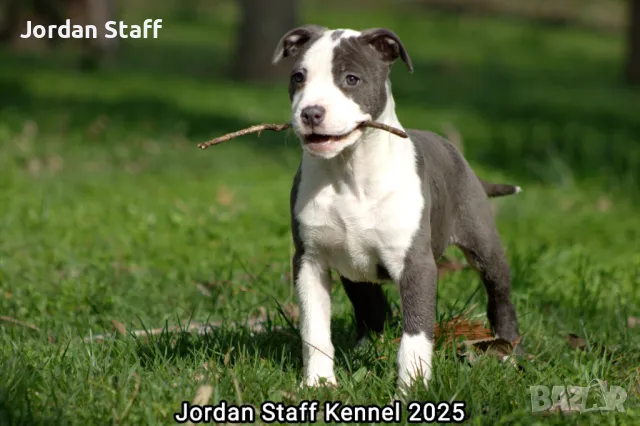 *Американски Стафордшир Териер бебета с FCI родословие- Jordan Staff Kennel*, снимка 3 - Американски стафордширски териер - 28596325