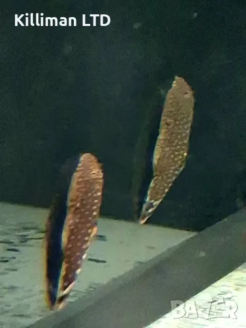 Гастромизон (мини скатче), снимка 2 - Рибки - 56221909