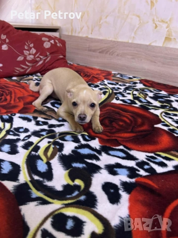 Мини пинчер, снимка 3 - Пинчер - 53099505