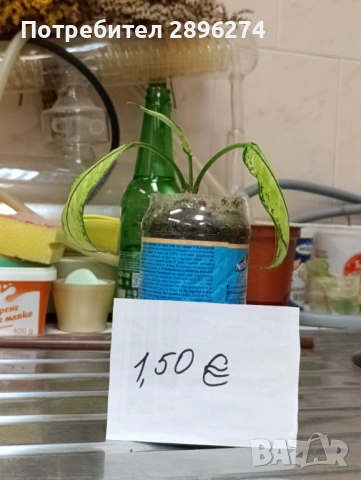  Дифенбахия , снимка 2 - Стайни растения - 46264327