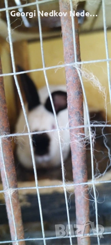 Продавам зайци