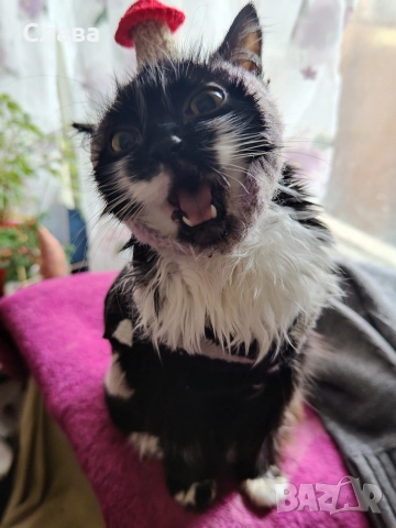 котешка шапцица, снимка 3 - За котки - 52961401