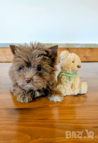 Продавам мини-йорки шоколадово мерле момиче, снимка 5 - Йоркширски териер - 53492257