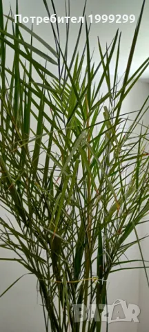 Финикова палма със саксия - 240см.!, снимка 2 - Градински цветя и растения - 46085444