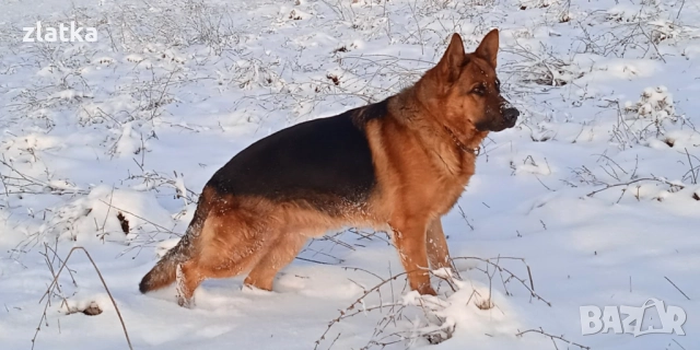 Продавам немска овчарка, снимка 6 - Немска овчарка - 52380806