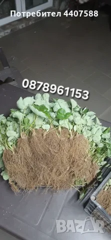 Разсад Ягоди Целогодишни Сортове, снимка 4 - Разсади - 56368977