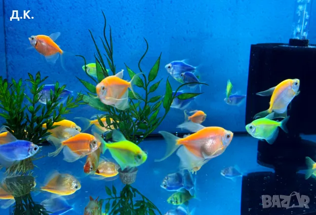 Декоративни риби