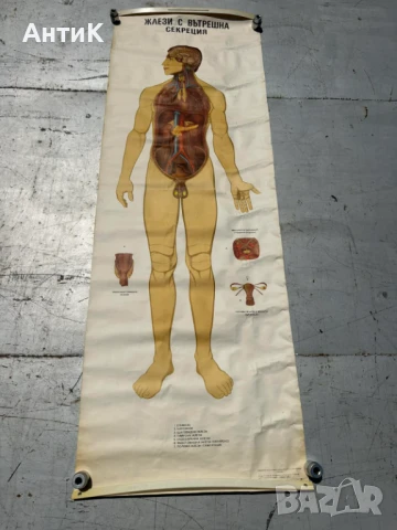 Соц Анатомични Медицински Учебни Плакати, снимка 3 - Антикварни и старинни предмети - 51100738