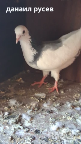 Английски типлери, снимка 3 - Гълъби - 51157443