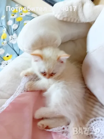 котета на два месеца персийски котета , снимка 3 - Мейн кун - 56071494
