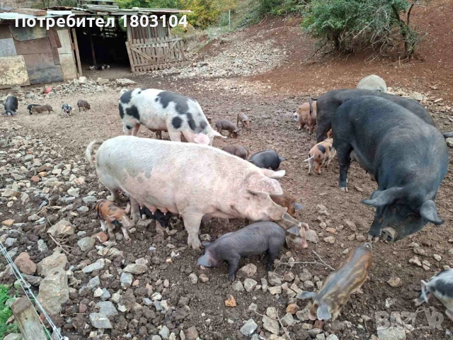 Продавам малки прасенца, снимка 3 - Прасета - 51882275