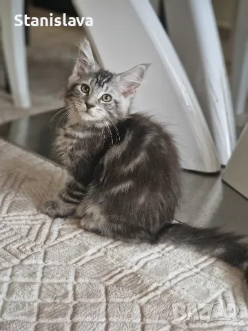 котенца Мейн Куун, снимка 9 - Мейн кун - 55670869
