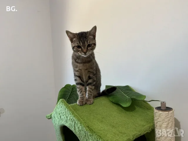 Продавам Малко Котенце, Късокосместа И Игрива! , снимка 5 - Други - 55747872