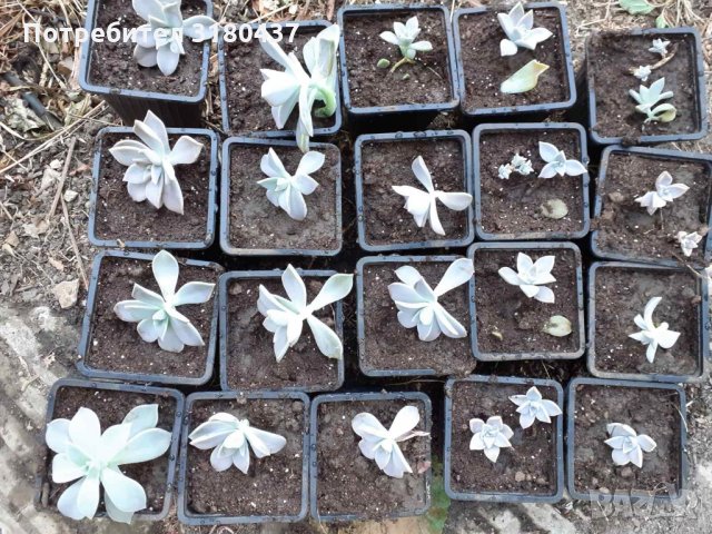 Цвете в саксийка,суколентни, снимка 3 - Стайни растения - 34507687