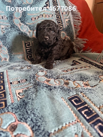 Той пудел момче 