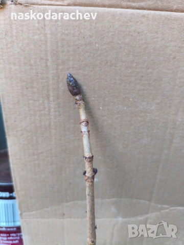 Кестен конски фиданки разсад, снимка 11 - Градински цветя и растения - 44387533