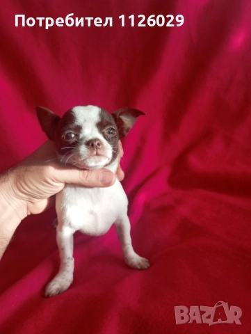 Чихуахуа момиче , снимка 3 - Чихуахуа - 52586526