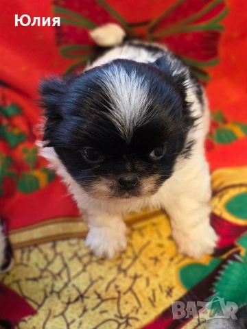 Японски хин, снимка 8 - Други - 52506196